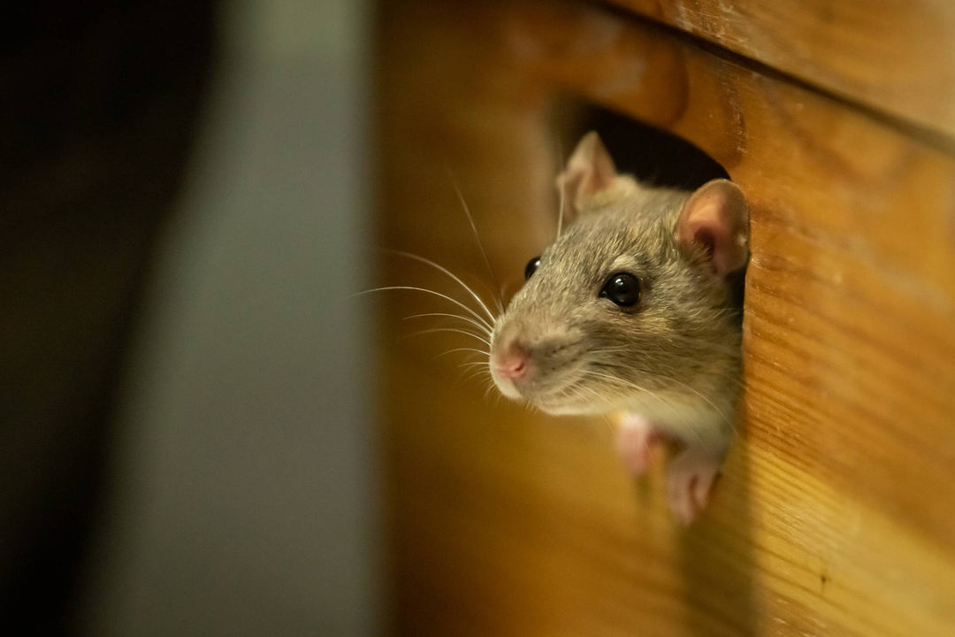 ❄️ Pest-Proofing Your Home for Winter: What Products You’ll Need