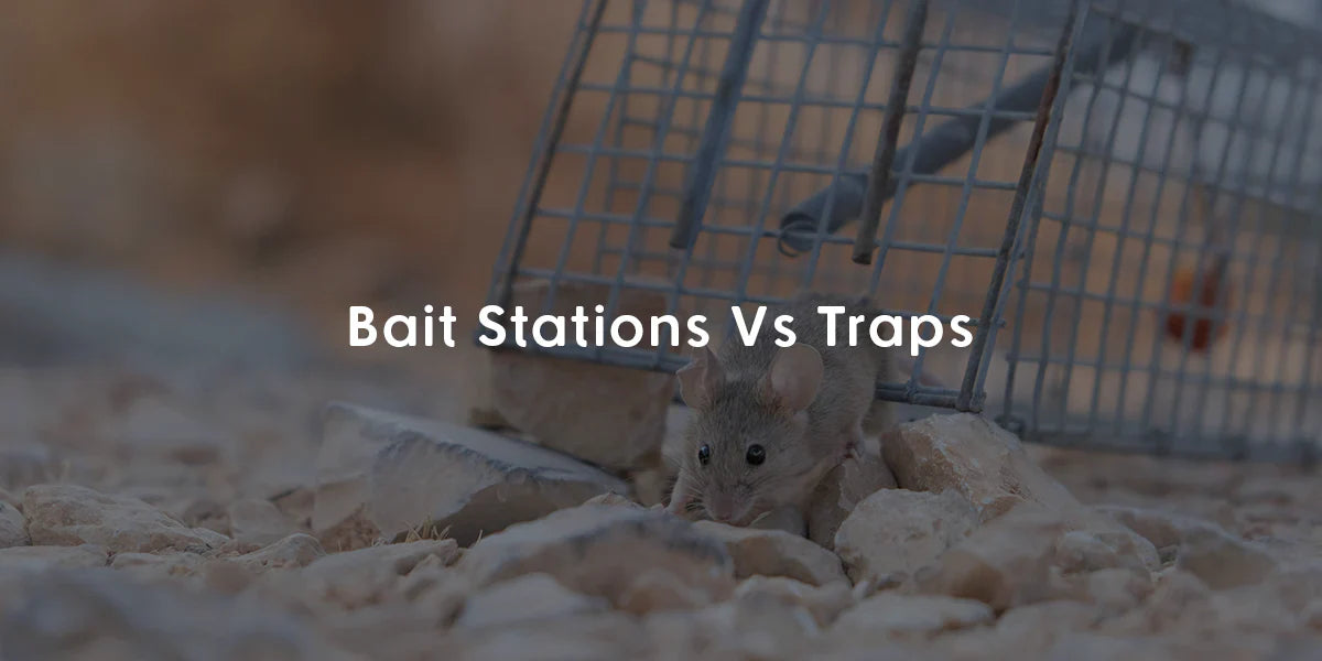 Bait station for rats Vs Mouse traps