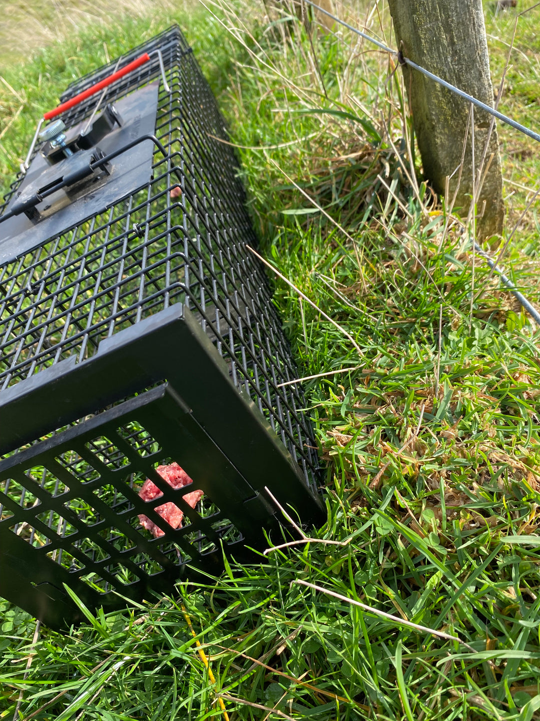 Bc Raptor Trap Dome Raptor Mustelid Cage Trap | Secure Live Capture | Viking Pest NZ