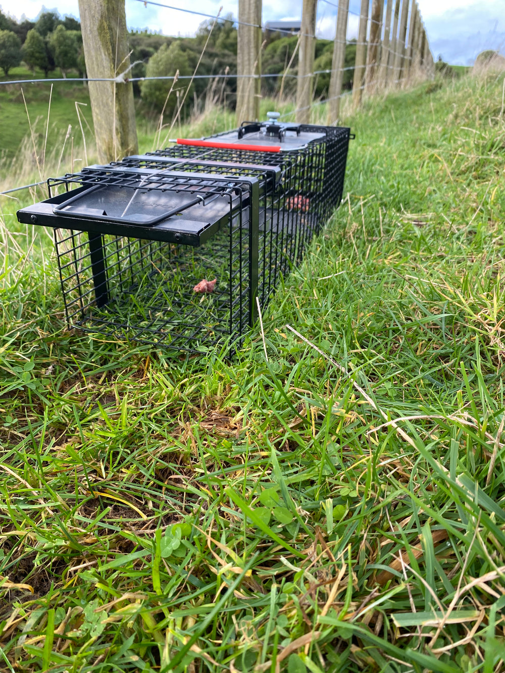 Raptor Mustelid Cage Trap 