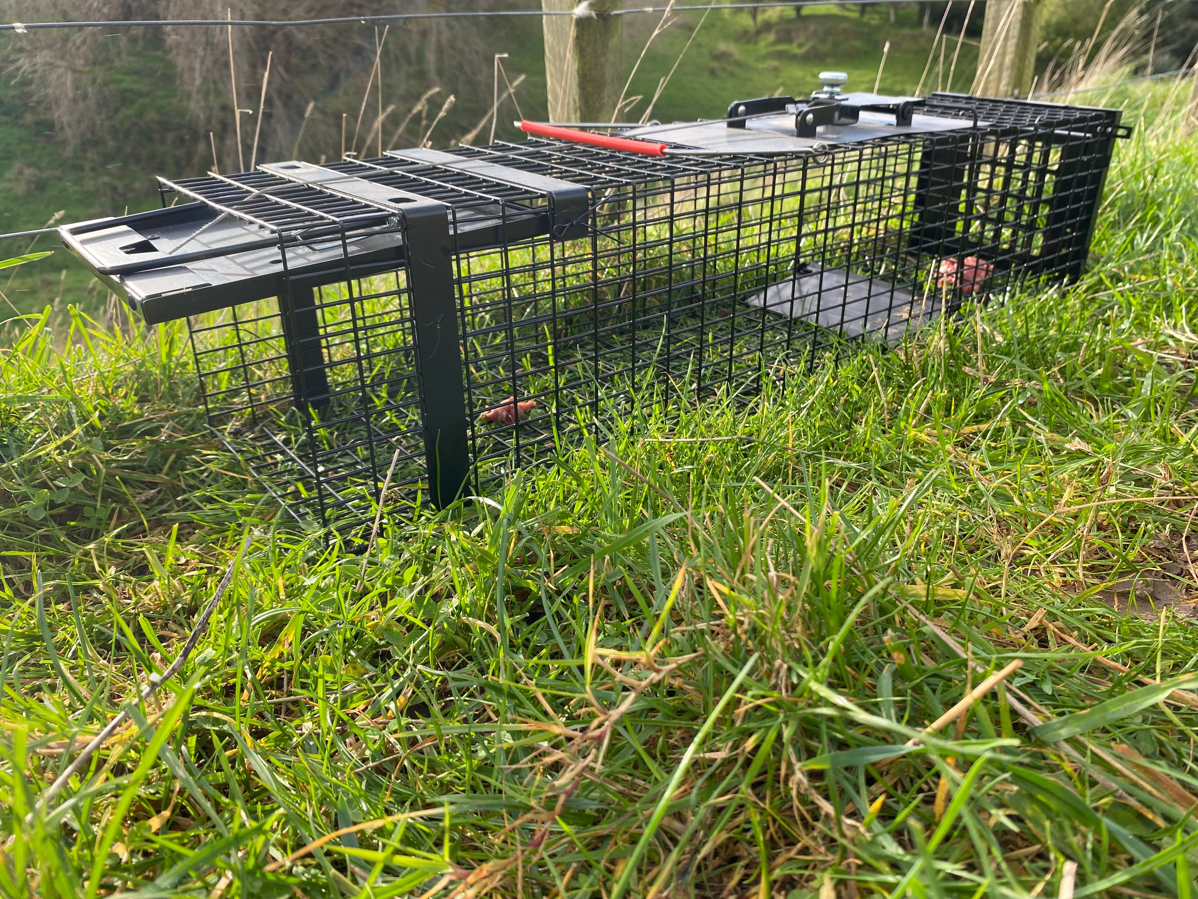 Adda Raptor Traps Raptor Mustelid Cage Trap | Secure Live Capture | Viking Pest NZ