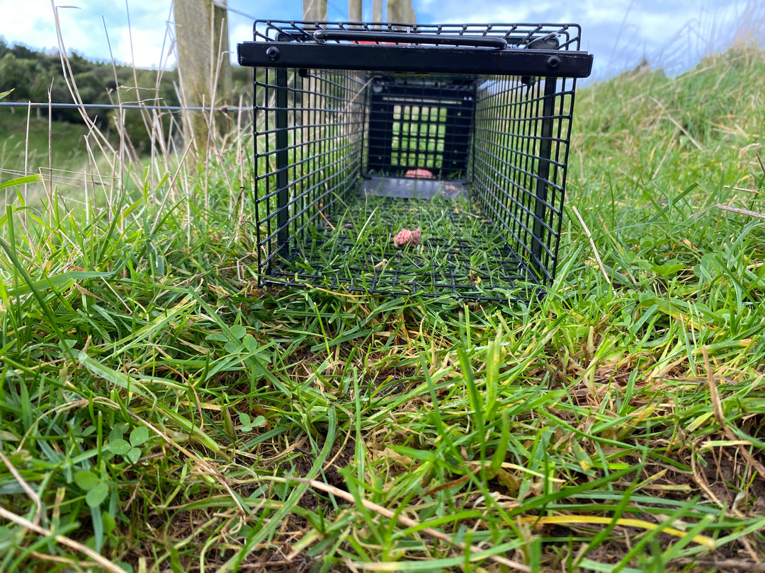 Raptor Mustelid Cage Trap 