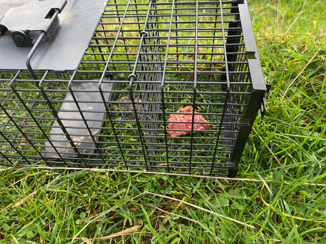 Adda Raptor Traps Raptor Mustelid Cage Trap | Secure Live Capture | Viking Pest NZ