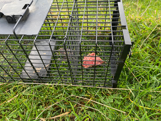 Raptor Mustelid Cage Trap 
