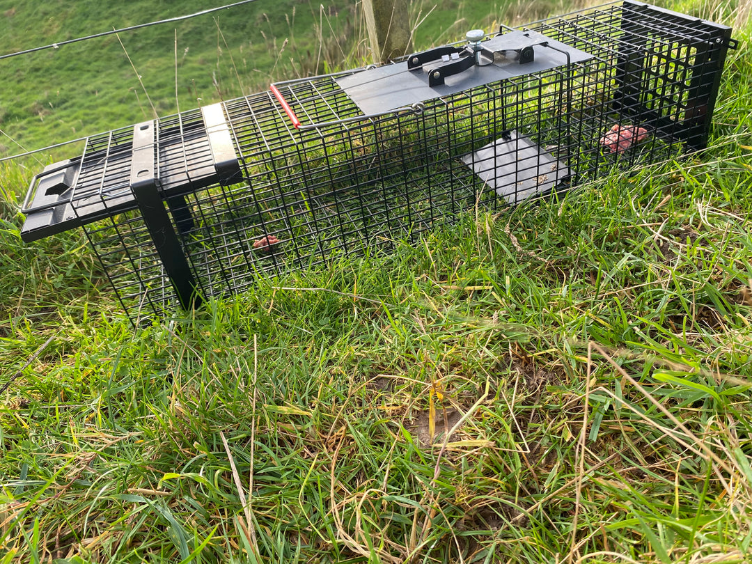 Adda Raptor Traps Raptor Mustelid Cage Trap | Secure Live Capture | Viking Pest NZ